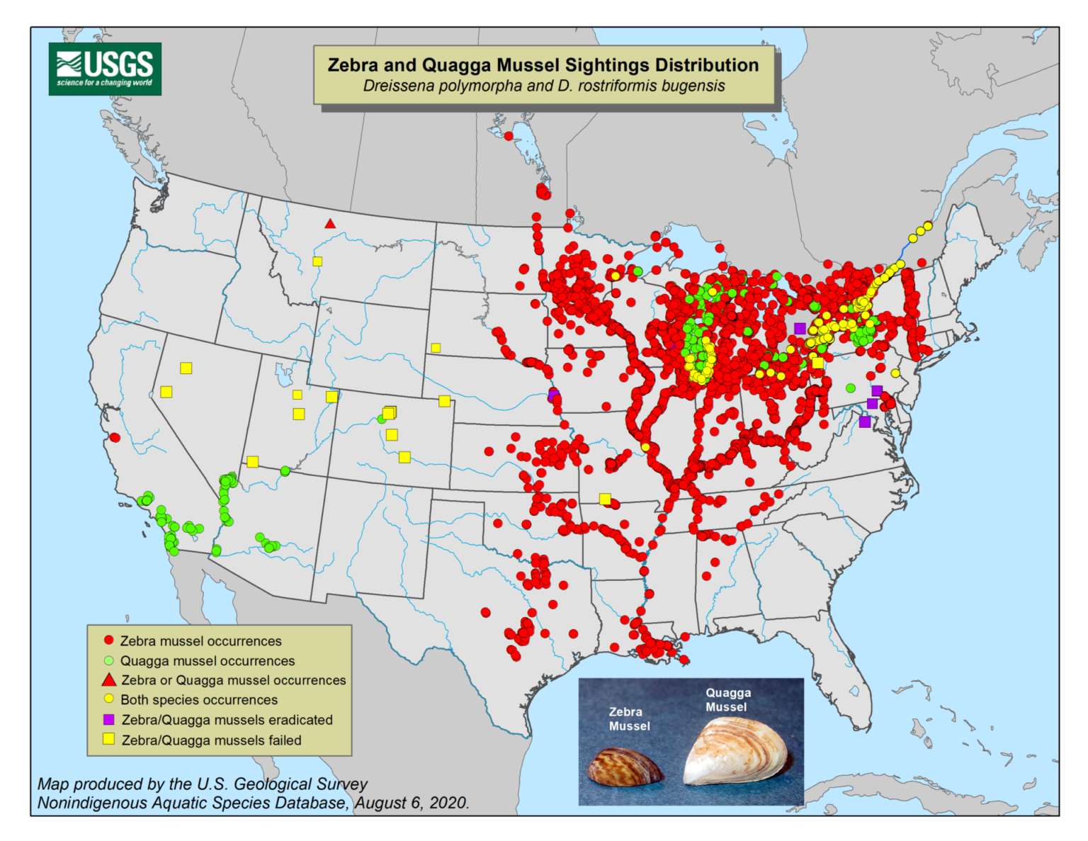 Don't Move A Mussel | Mussel Species