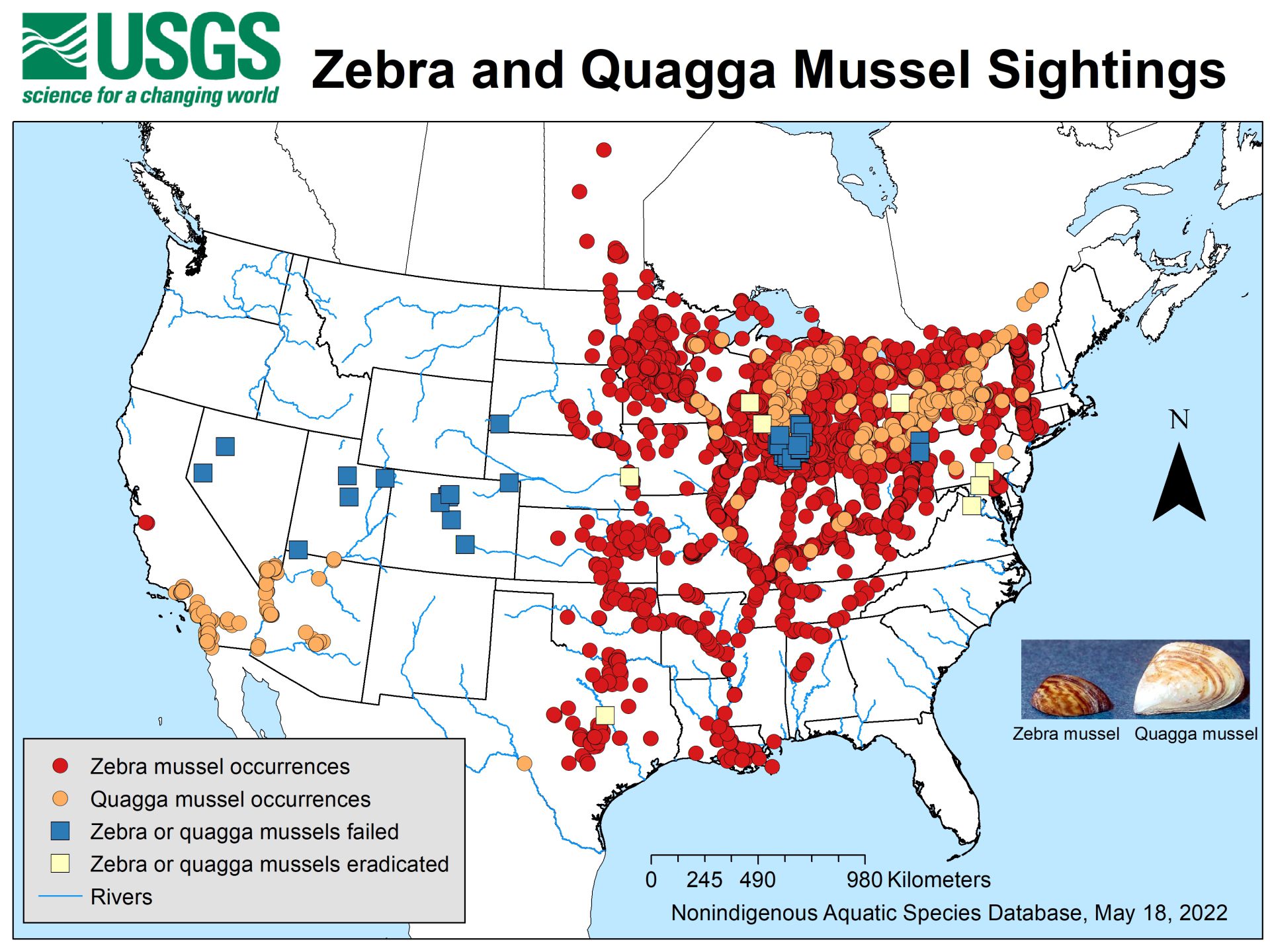 Don't Move A Mussel | Mussel Species